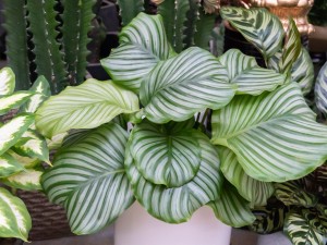 圆叶竹芋有什么作用