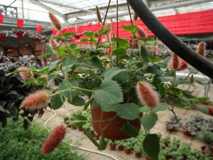 狗尾红的功效和作用