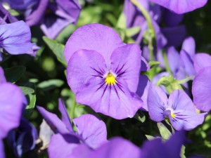 三色堇的花语是什么