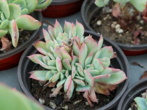 多肉变软是什么原因