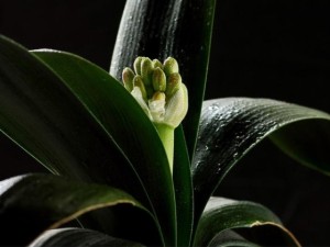 室内盆栽植物的常见死因以及处理技巧，再也不怕把绿植养死了哦！