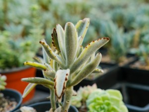 月兔耳换盆注意事项