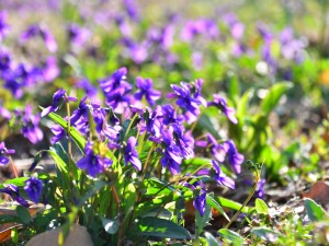 紫花地丁的传说