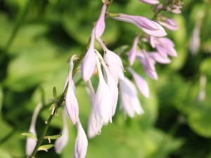 玉簪花的病虫害及其防治