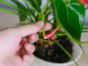 水培红掌叶子发黑怎么办