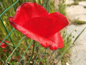 虞美人的家庭养殖方法和注意事项