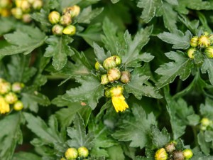 菊花叶子耷拉了怎么办