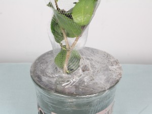 茶花长歪了怎么办