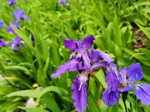 鸢尾花掉叶子怎么处理，掉叶子的原因