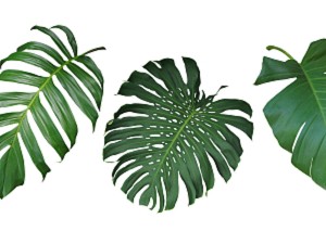 龟背竹去甲醛吗