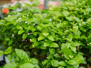 白色茉莉的花语是什么