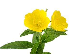 月见草的花语和传说