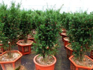 红豆杉掉叶子是什么原因