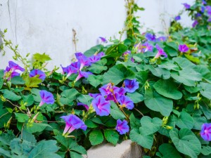 牵牛花有毒吗，牵牛花图片