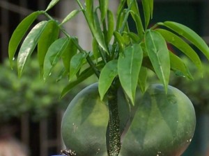 元宝树叶子干枯怎么治