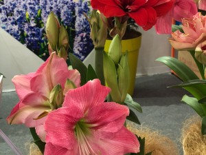 朱顶红叶子倒伏怎么办