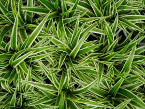 银边吊兰黄叶的原因和处理办法