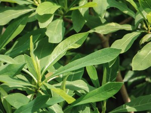 结香花的花语是什么