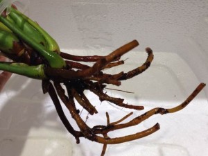 如何防止水培红掌烂根