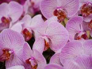 蝴蝶兰叶子黄了是怎么回事，黄叶怎么办