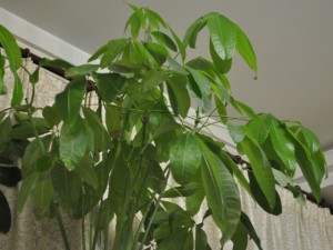 植物被冻伤怎么办？快要冻死的花卉绿植这样处理还有救！