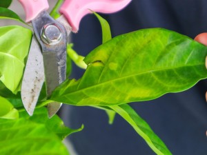 狗牙花的养殖方法和注意事项