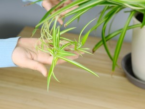 卧室放什么植物最旺财又健康