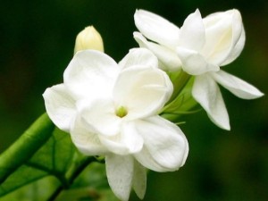 栀子花花朵变黄是什么原因 栀子花花朵发黄怎么办