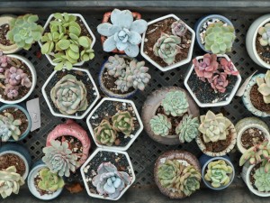 多肉植物摊大饼怎么办