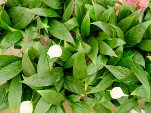 水培白掌不开花怎么办