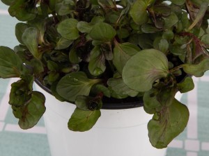 薄荷叶子发黄怎么办