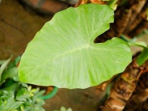 滴水观音的冬季养护