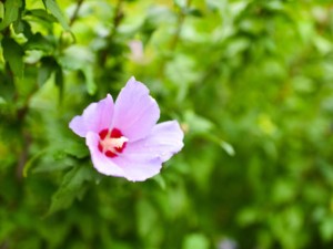 庭院木槿怎么栽培