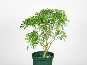 米兰花叶子发蔫怎么办