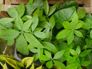 大门口种什么树能旺财