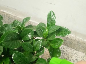 栀子花叶子发黄怎么办