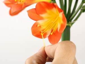 君子兰的水培方法