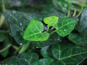 常春藤叶片发黑怎么办