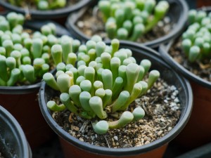 五十铃玉分株方法