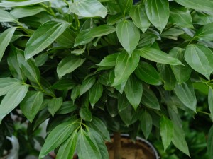 平安树的花语与传说