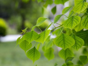 家种菩提树有什么说法