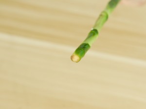 富贵竹生虫子怎么治，生虫子了用什么药