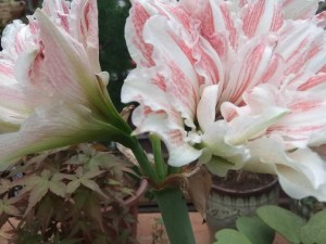 别再误以为朱顶红是百子莲了