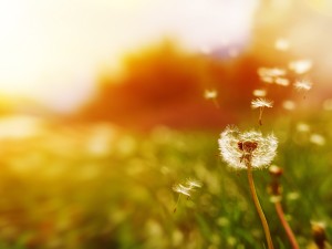 蒲公英茶哪些人不宜喝