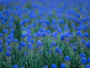 葡萄风信子有毒吗，适合室内养吗