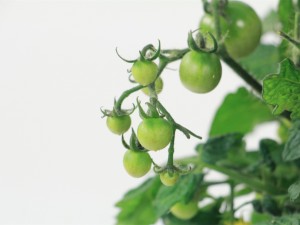 西红柿竟然还能治病？太神奇了！