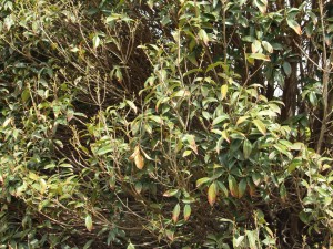 桂花如何食用，桂花的吃法和功效