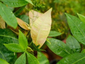 发财树冻了怎么办，能缓过来吗