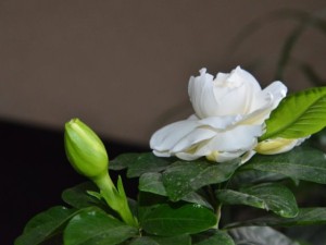 栀子花叶子发黄是什么原因？