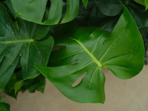 龟背竹叶片变黑怎么办